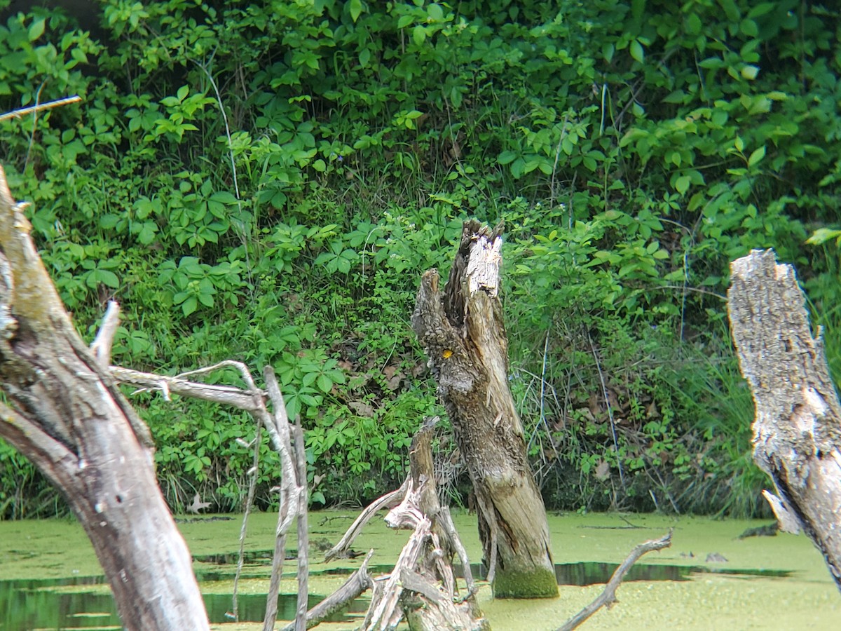 Prothonotary Warbler - ML636297848