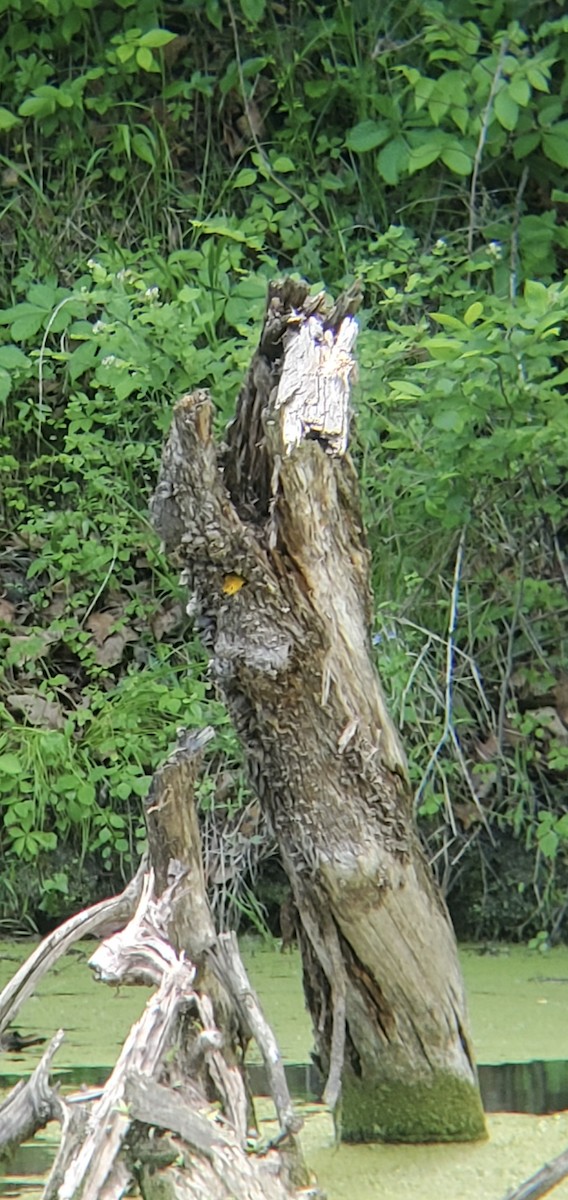 Prothonotary Warbler - ML636297855