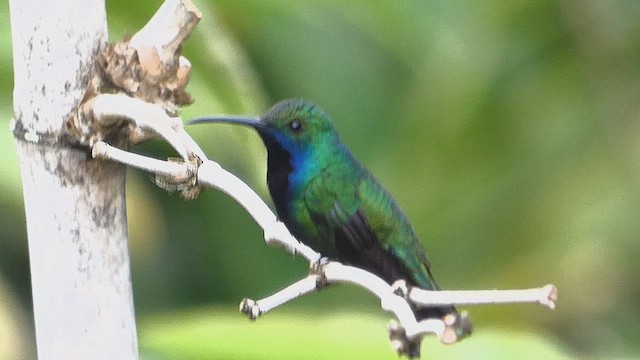 Black-throated Mango - ML636297859