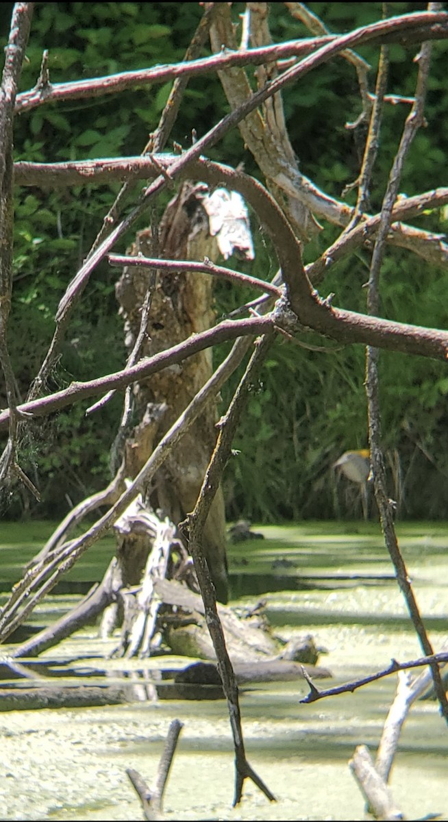 Prothonotary Warbler - ML636297861