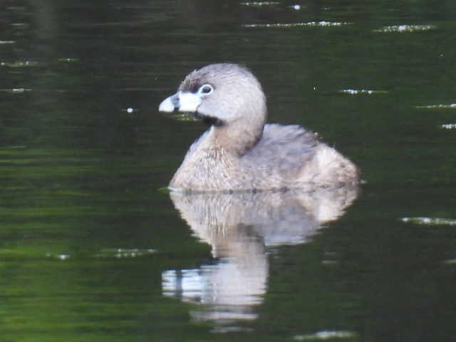 Pied-billed Grebe - ML636297929