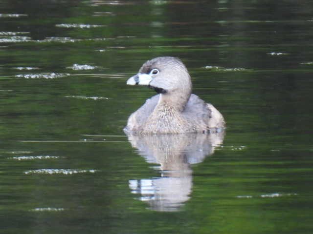 Pied-billed Grebe - ML636297930