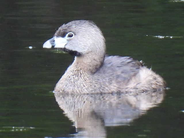 Pied-billed Grebe - ML636297931