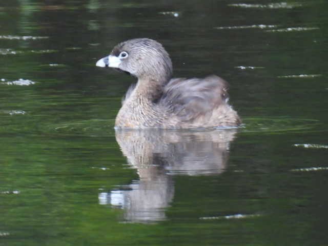 Pied-billed Grebe - ML636297932