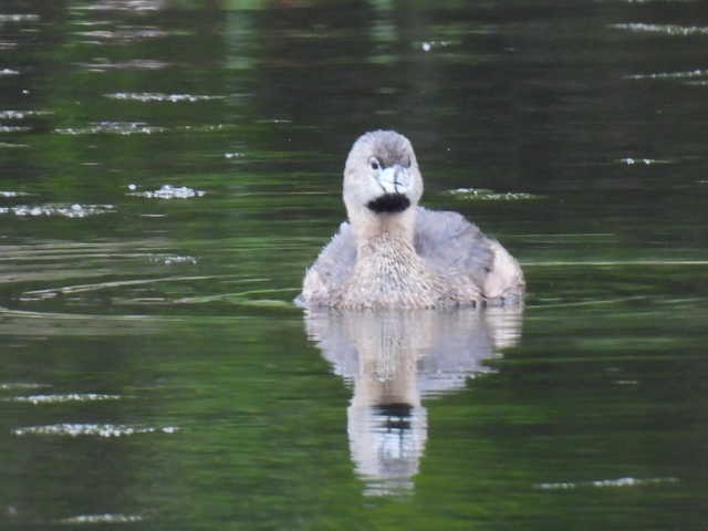 Pied-billed Grebe - ML636297933
