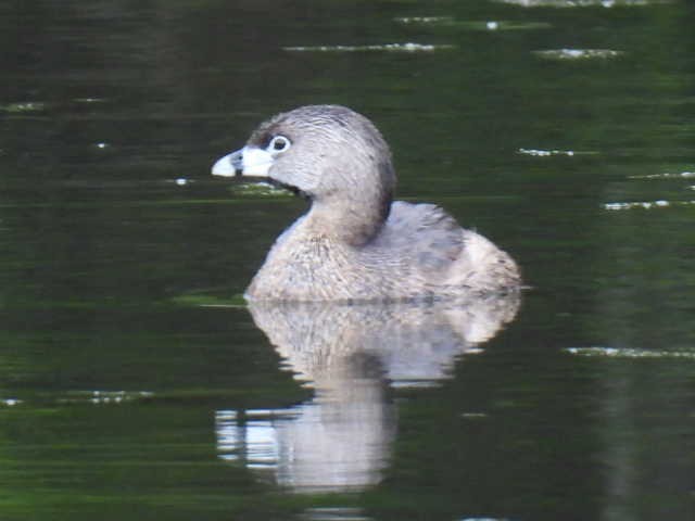 Pied-billed Grebe - ML636297934