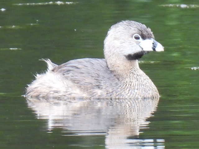 Pied-billed Grebe - ML636297935