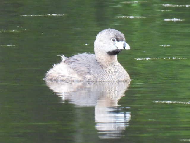 Pied-billed Grebe - ML636297936