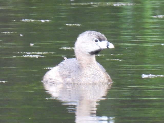 Pied-billed Grebe - ML636297937