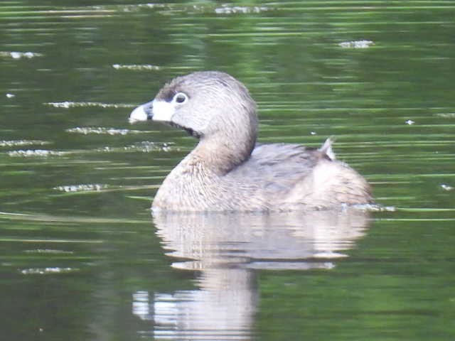 Pied-billed Grebe - ML636297938