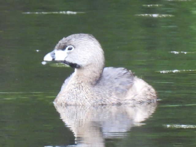 Pied-billed Grebe - ML636297939