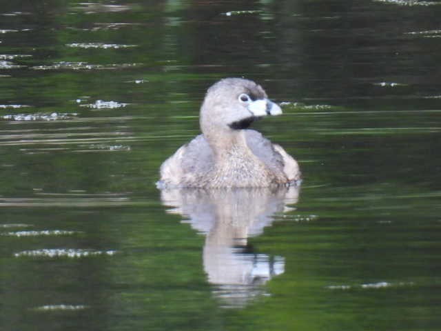 Pied-billed Grebe - ML636297940