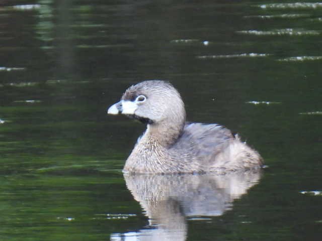 Pied-billed Grebe - ML636297941