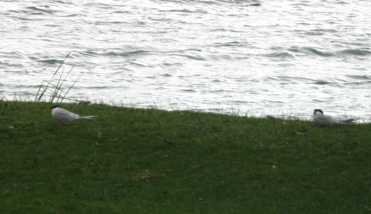 Common Tern - ML636298045