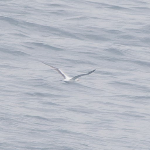 Masked Booby - ML636298062