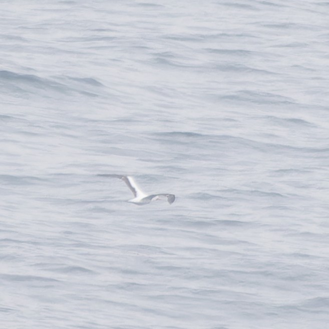 Masked Booby - ML636298063