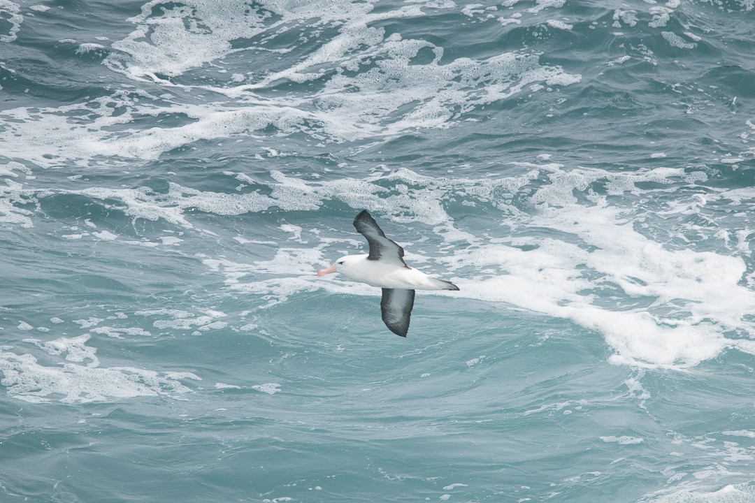 Black-browed Albatross - ML636298066