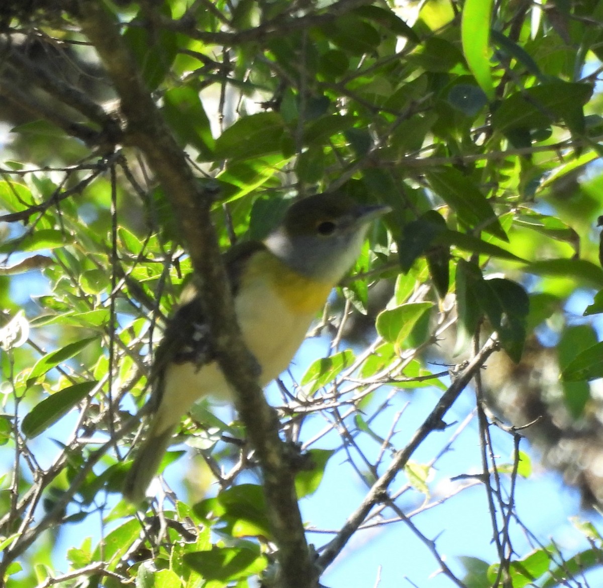 Green-backed Becard - ML636298097