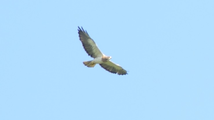 Swainson's Hawk - ML63629811