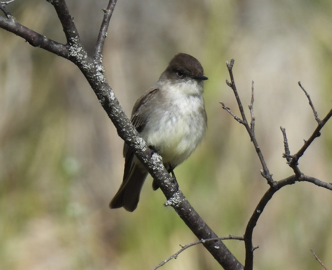 Eastern Phoebe - ML636298203