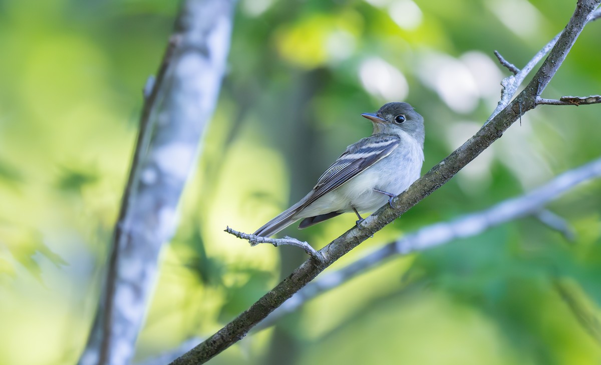 Acadian Flycatcher - ML636298370