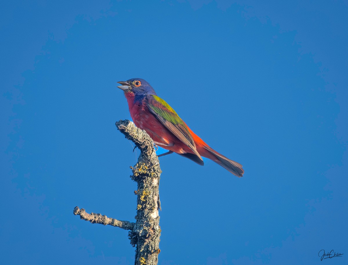 Painted Bunting - ML636298385