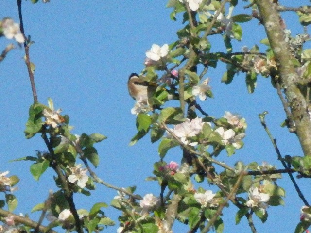 European Goldfinch - ML636298533
