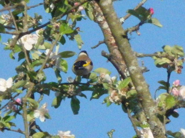 European Goldfinch - ML636298542