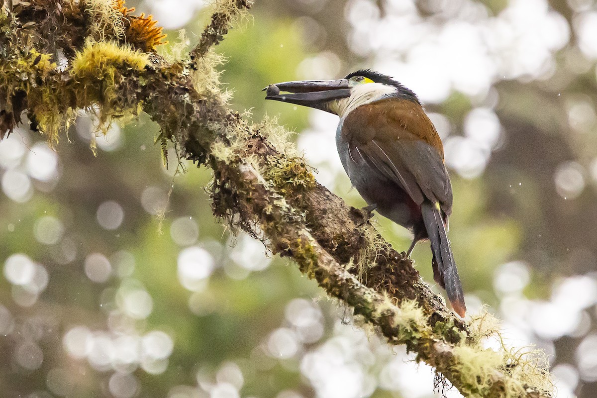 Black-billed Mountain-Toucan - ML636298710