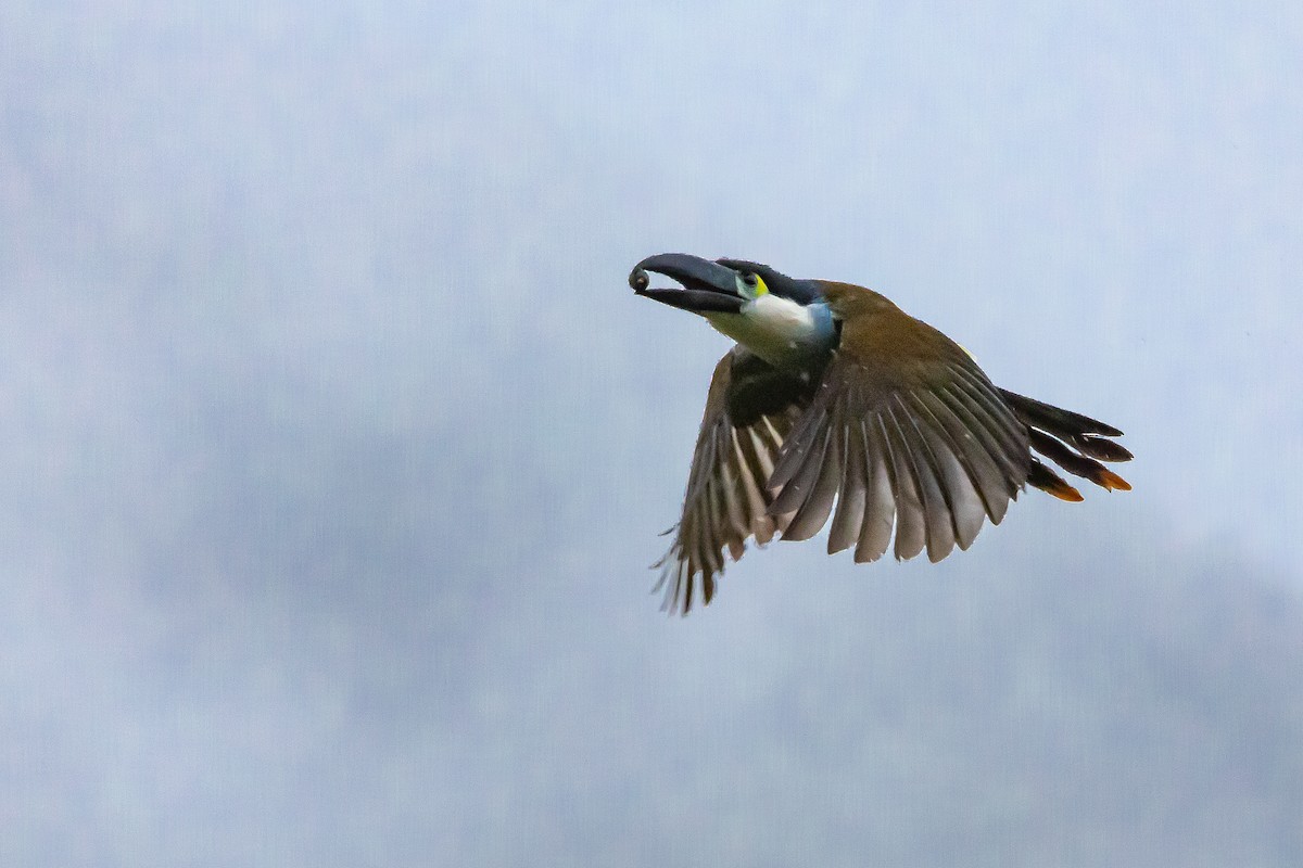 Black-billed Mountain-Toucan - ML636298711