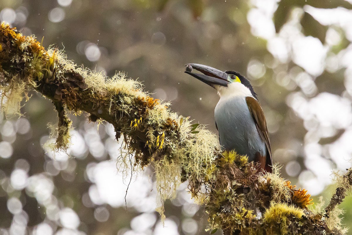 Black-billed Mountain-Toucan - ML636298712