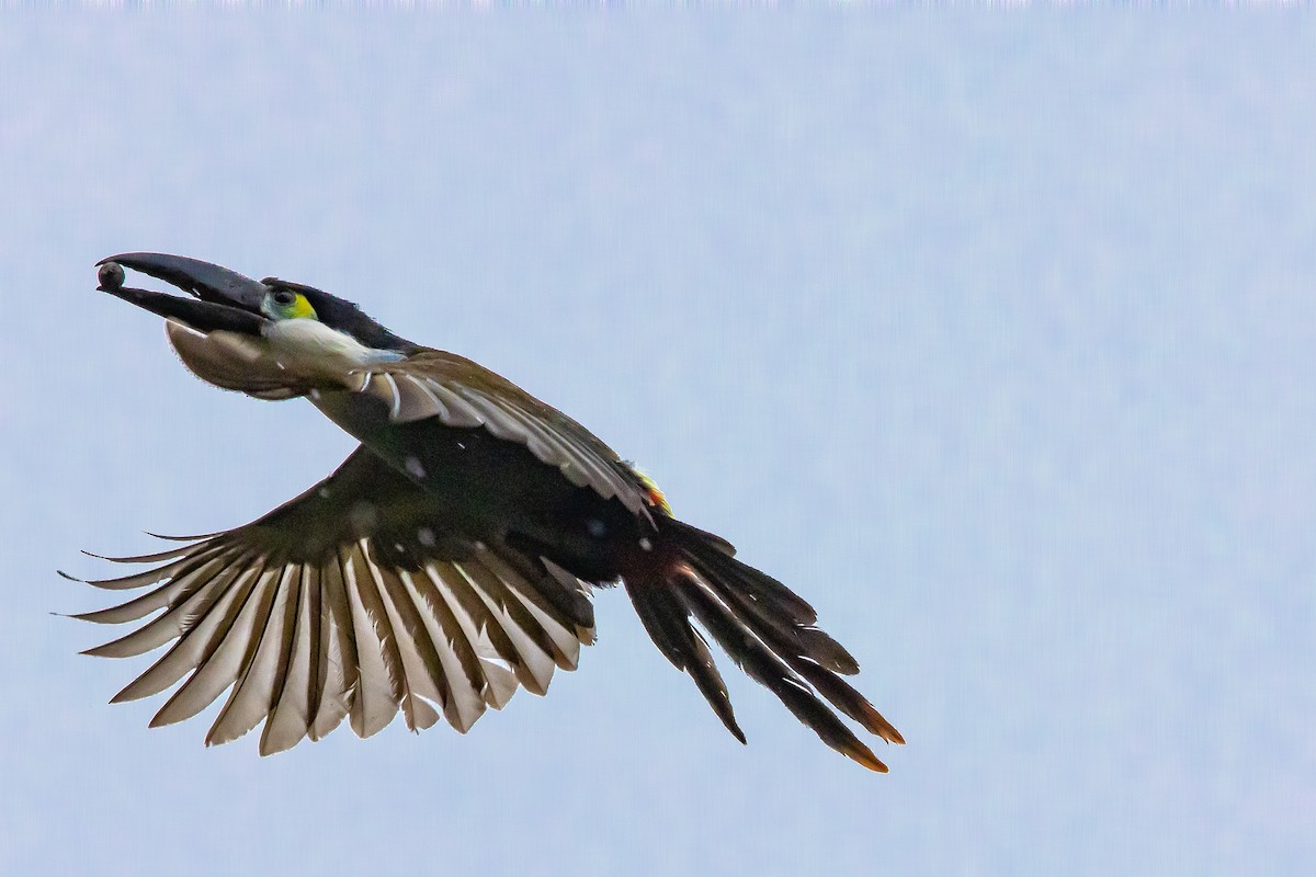 Black-billed Mountain-Toucan - ML636298713