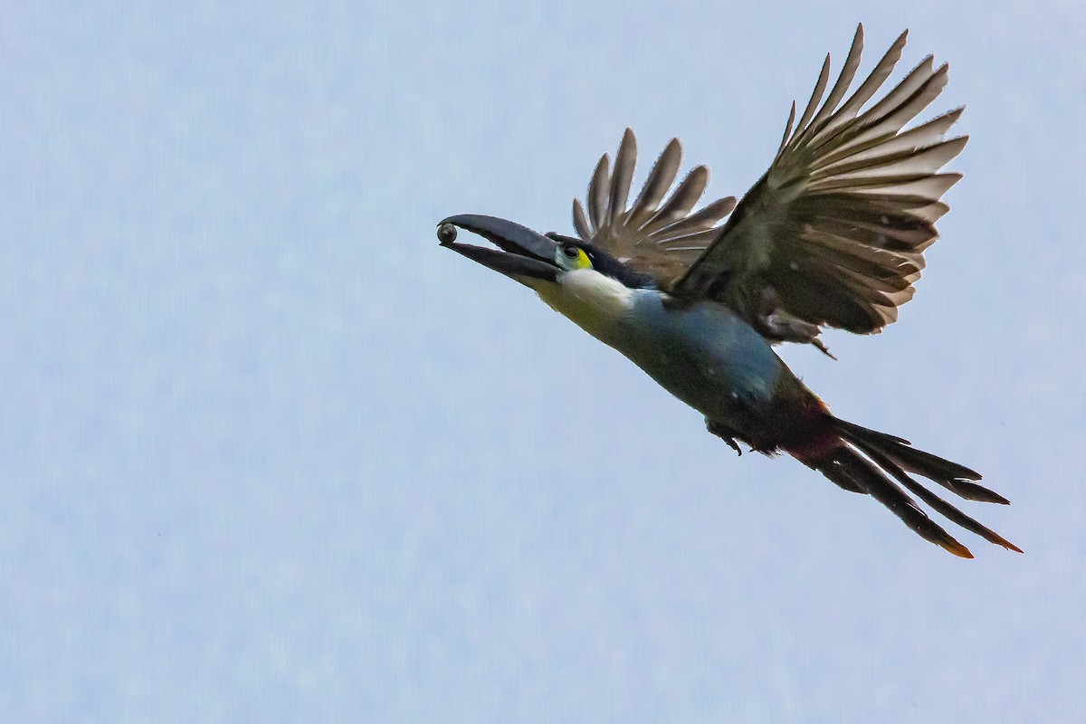 Black-billed Mountain-Toucan - ML636298714