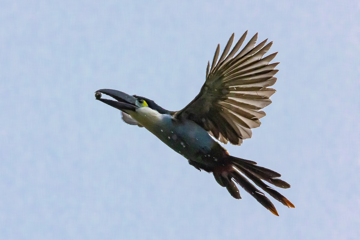 Black-billed Mountain-Toucan - ML636298715