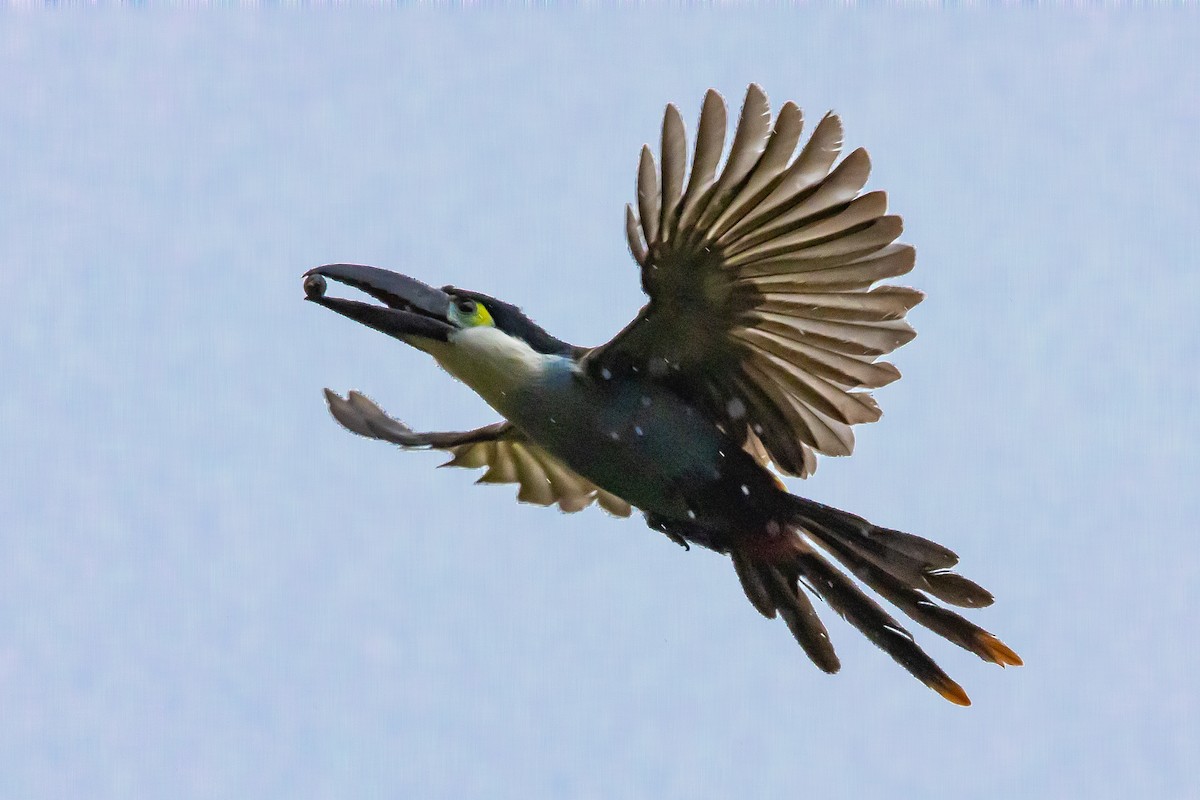 Black-billed Mountain-Toucan - ML636298716