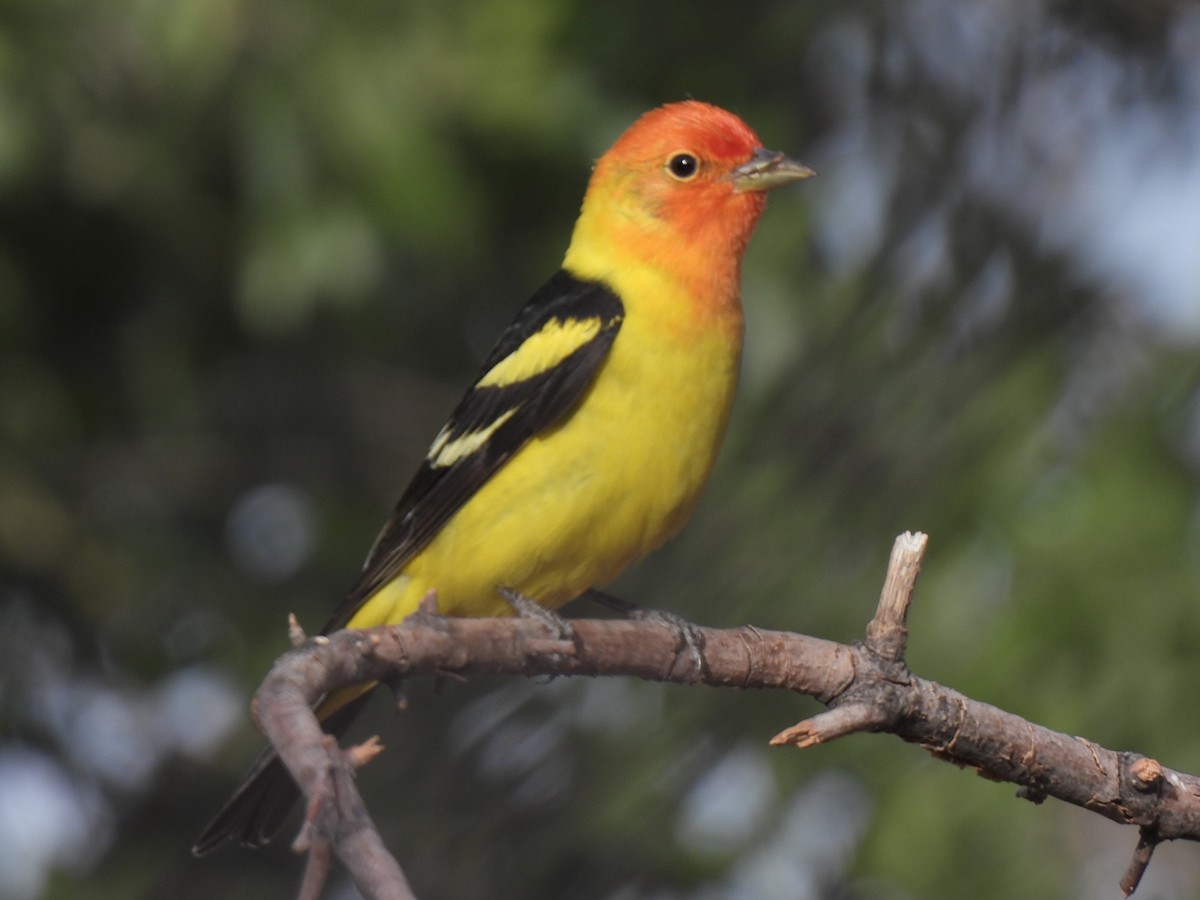 Western Tanager - ML636298824
