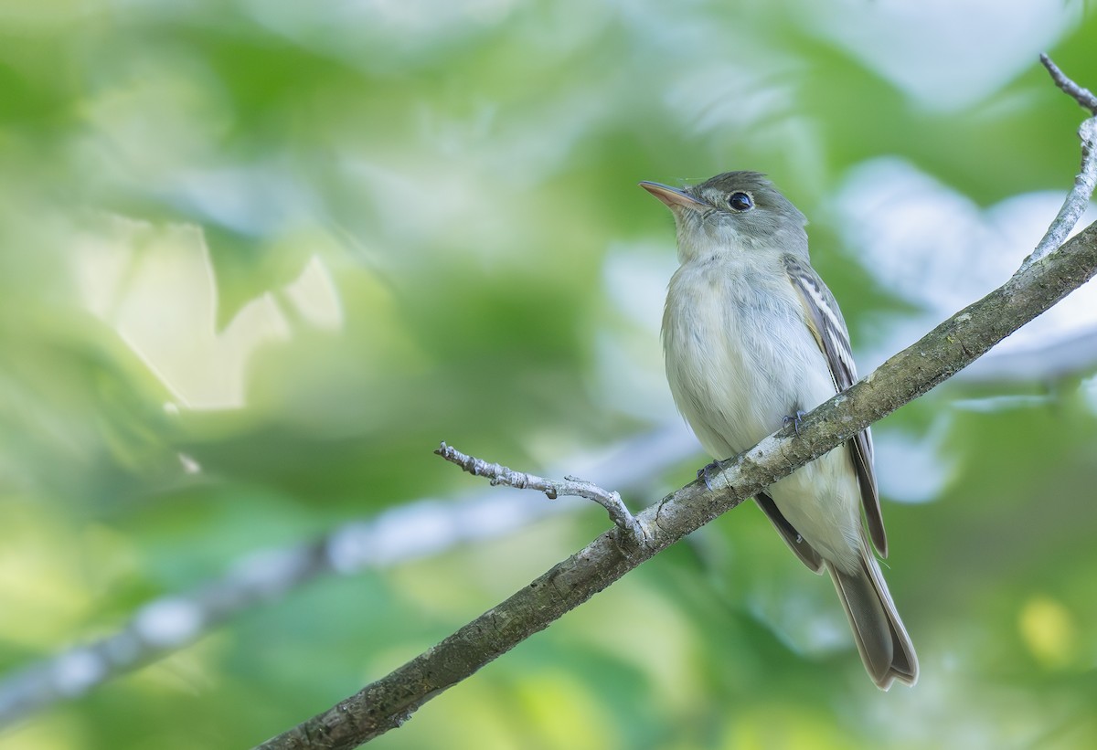 Acadian Flycatcher - ML636298863