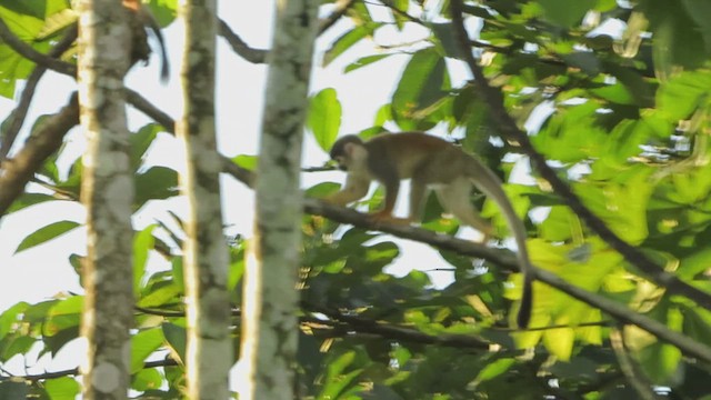 Ecuadorian Squirrel Monkey - ML636298871