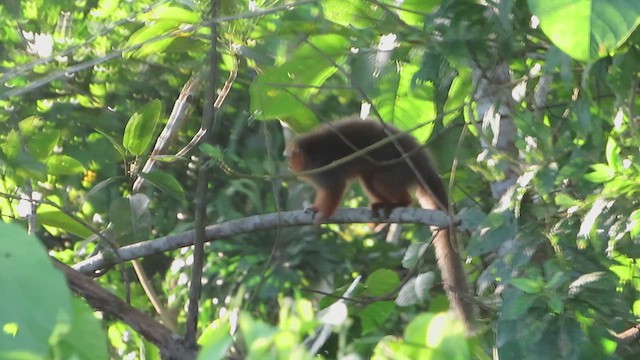 White-tailed Titi - ML636298872