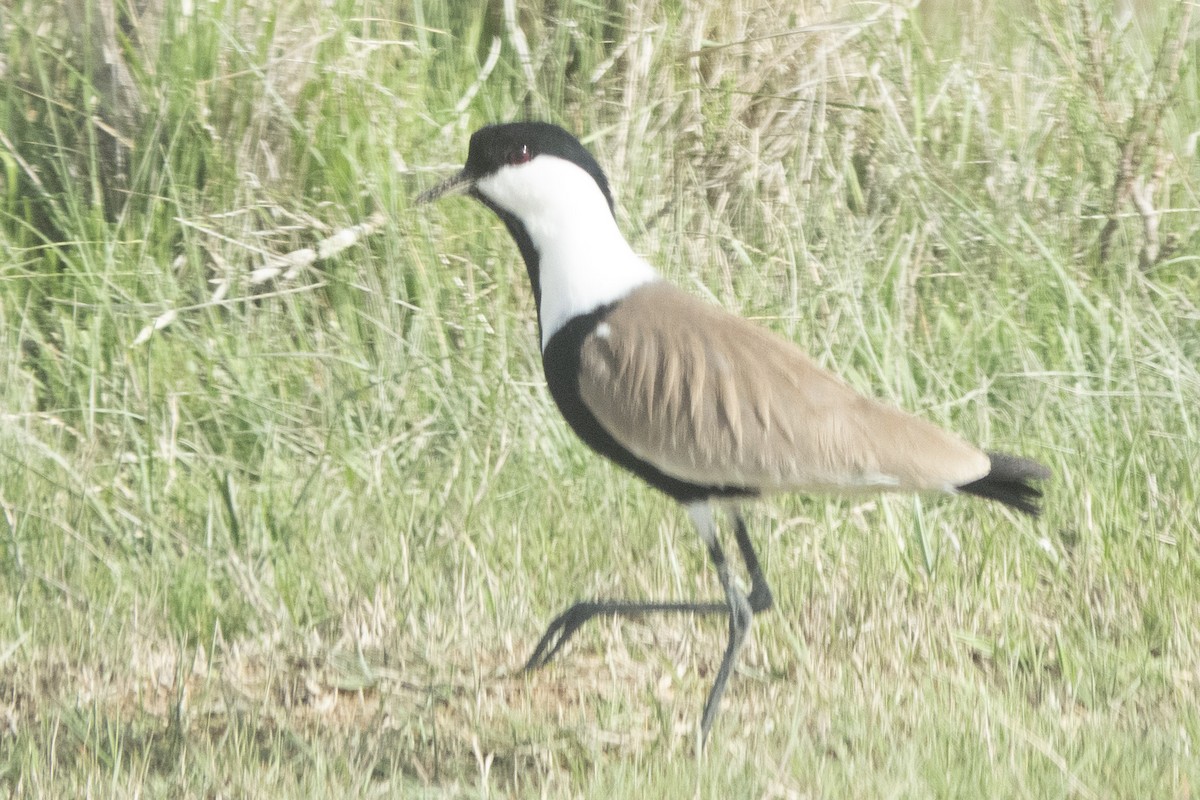 Spur-winged Lapwing - ML636298907