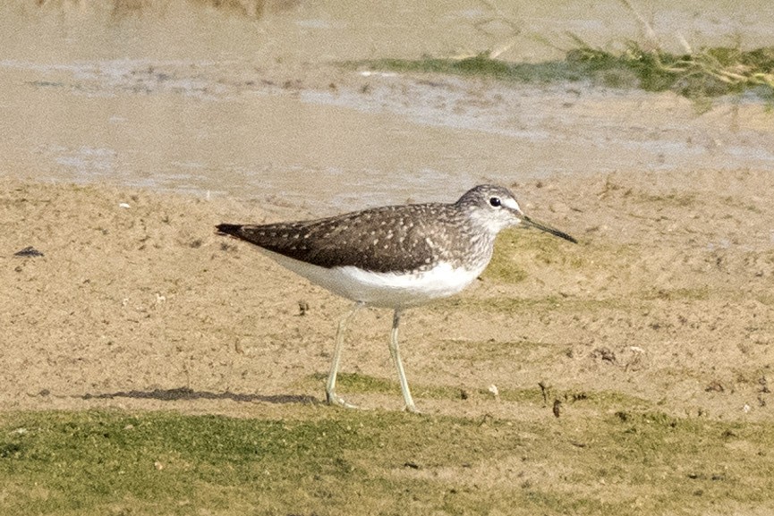 Green Sandpiper - ML636298982