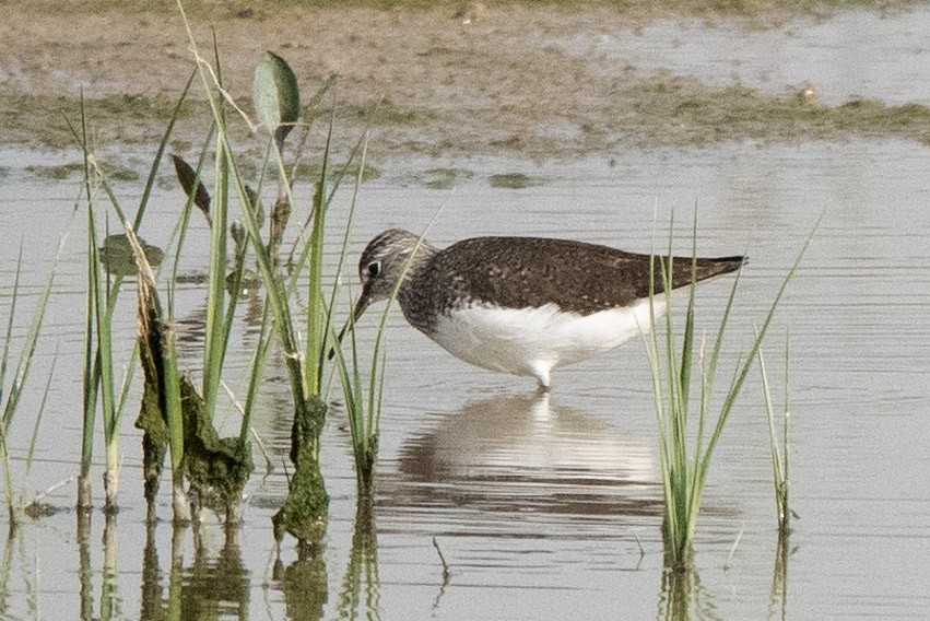 Green Sandpiper - ML636298983
