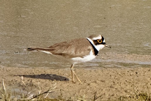 Little Ringed Plover - ML636298993