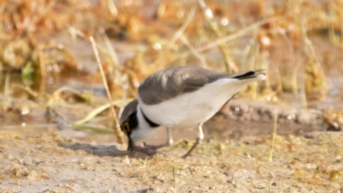 Little Ringed Plover - ML636298994