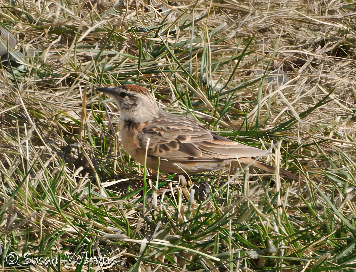 Blanford's Lark (Erlanger's) - ML636299013