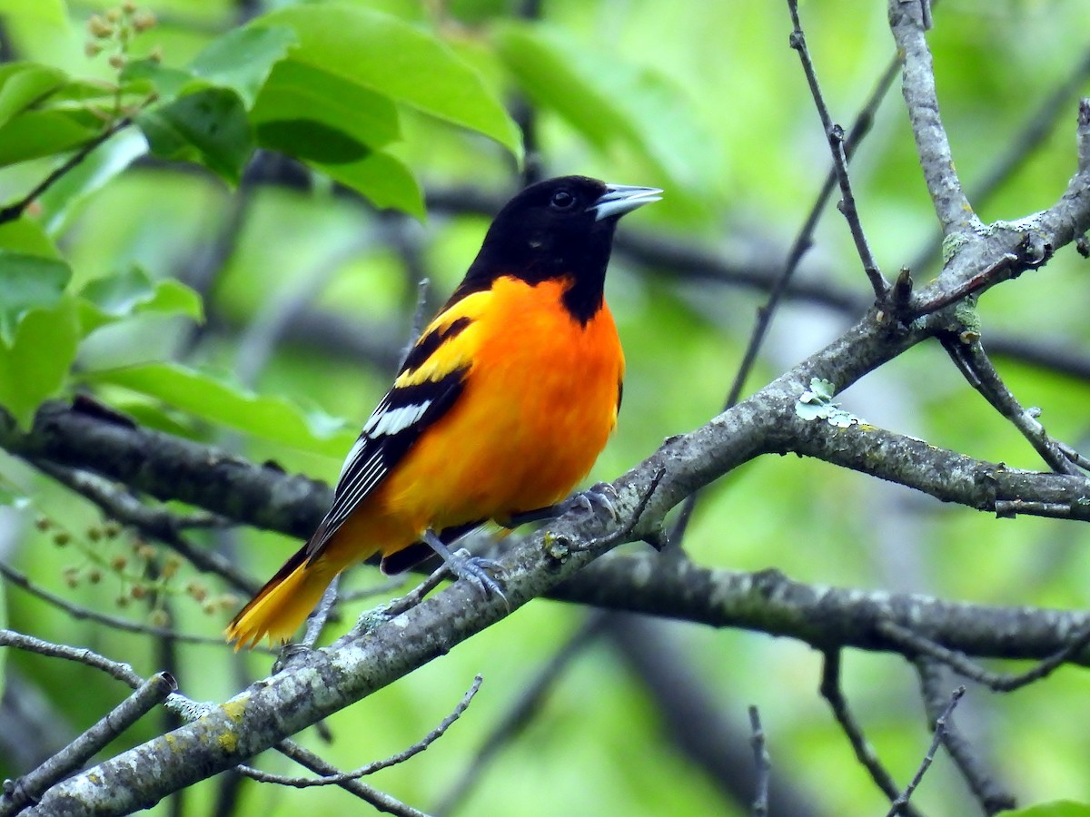 Baltimore Oriole - ML636299016