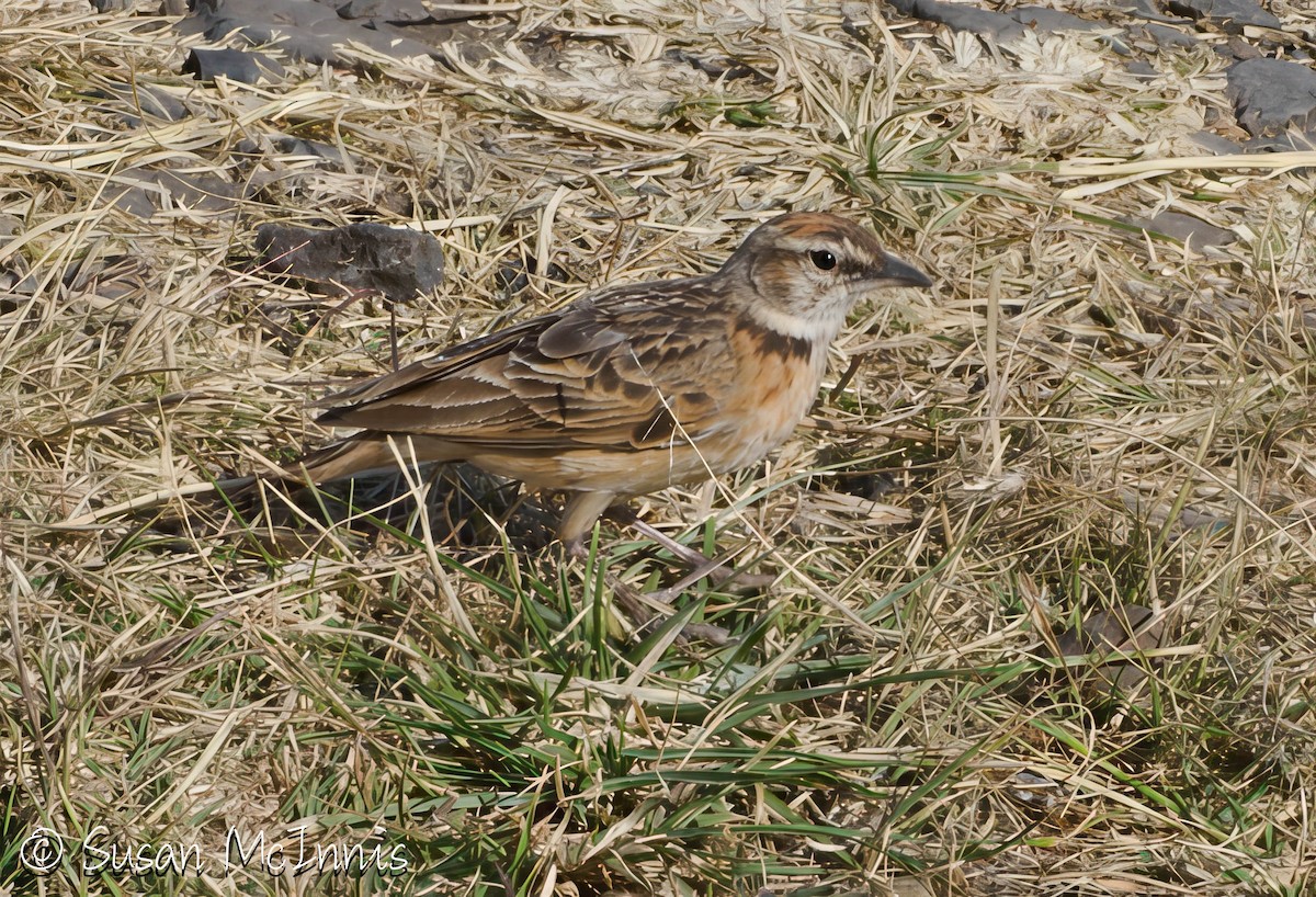 Blanford's Lark (Erlanger's) - ML636299019