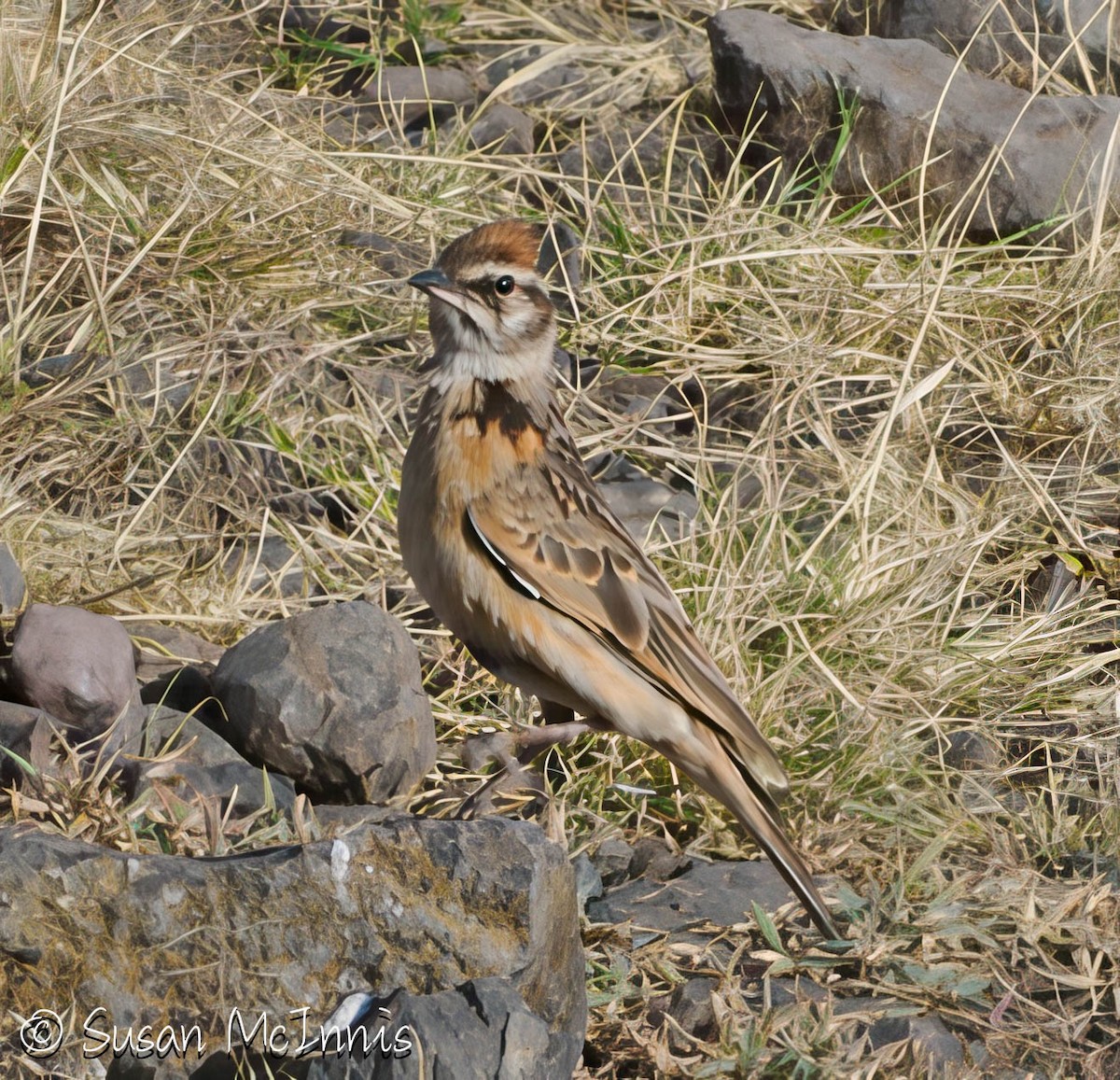 Blanford's Lark (Erlanger's) - ML636299023