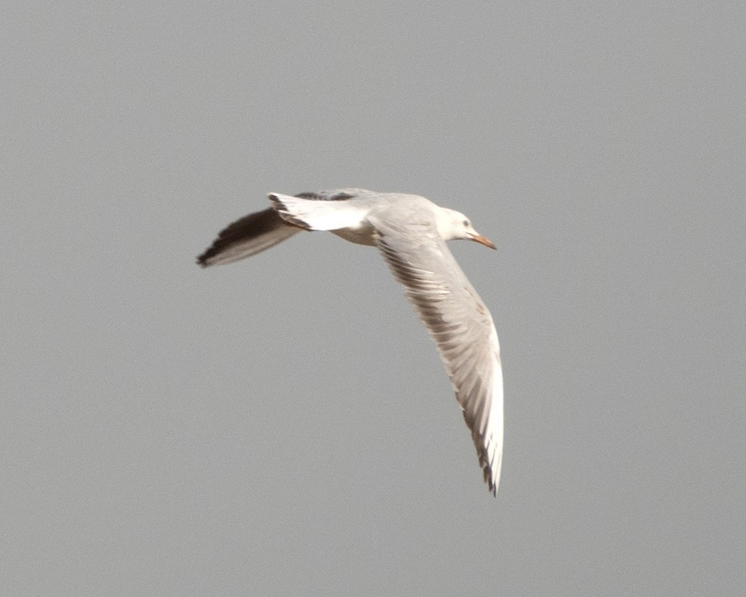 Slender-billed Gull - ML636299030