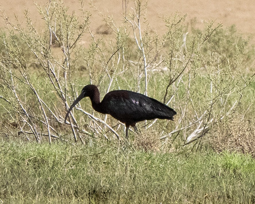 Glossy Ibis - ML636299037